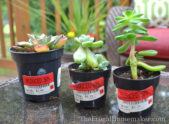 Easy Succulent Garden in a milkglass dish