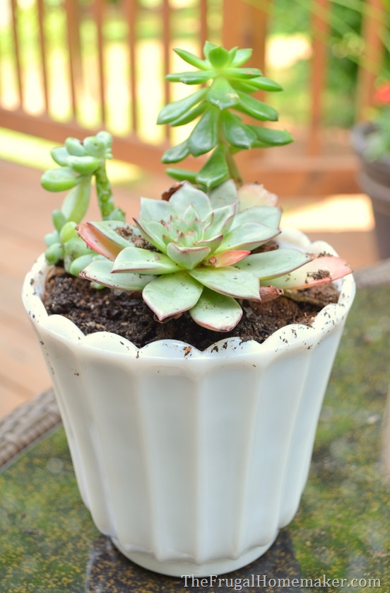 Easy Succulent Garden in a milkglass dish