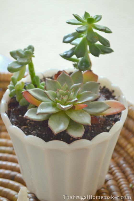 Easy Succulent Garden in a milkglass dish